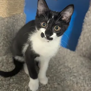 Rorschach aka "Rory"