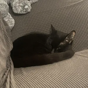 Salem