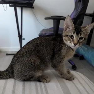 Pharaoh