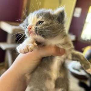 Papaya