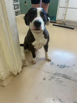 Benji