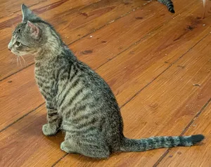 Figaro/Figero (FCID# 6/23/26-13 Brookhaven PS) DC