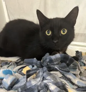 Betsy (ID 52089)