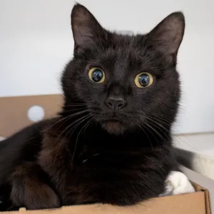 Biscotti