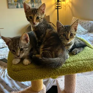 Biscotti