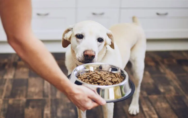 Nourishing Our Cute Companions: A Mindful Guide To Feed Dogs