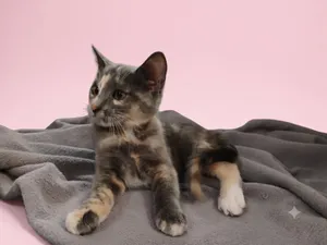 REGAL