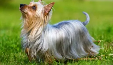 Dog Breeds