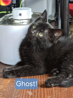Ghost
