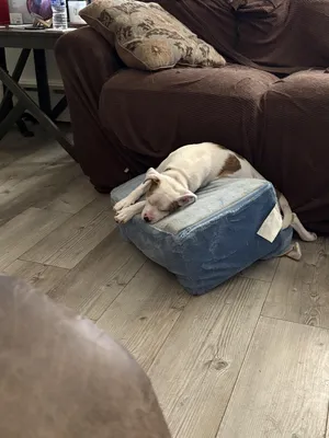 Wynn (PA) blind & deaf