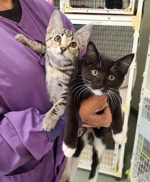 Mr. Clover, Poppy, Sprout & Willow