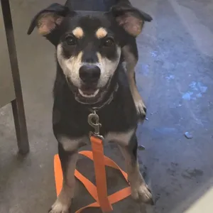 Pierogi