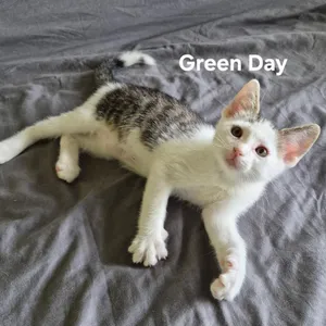 Green Day