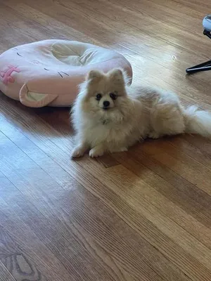Precious