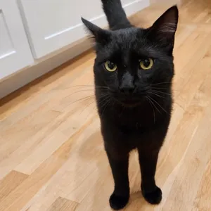 Handsome Andy