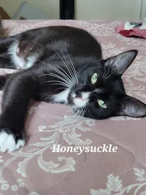 Honeysuckle