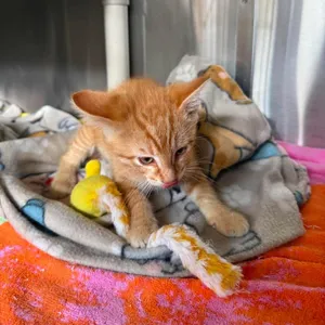 Gabriel