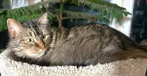 GORGEOUS GENEVA - MAINE COON GIRL