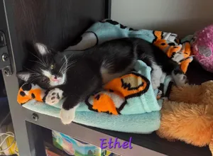 Ethyl