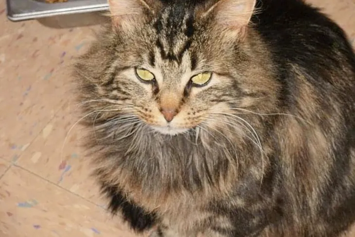 Humane Society of Beaverhead County