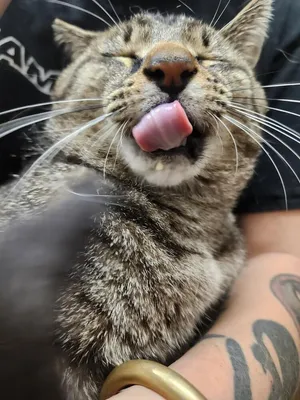 Buddy