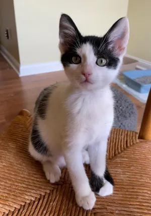Daisy