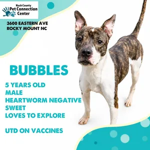 BUBBLES  Available NOW - ADOPTION or RESCUE!