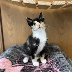 Violet--In Foster