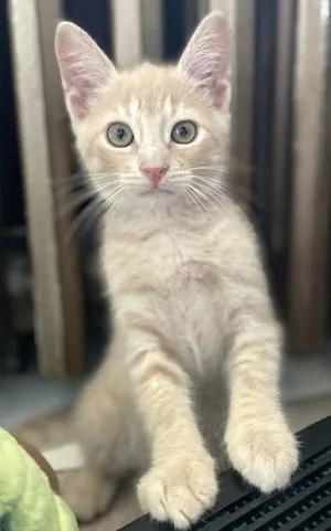Miso