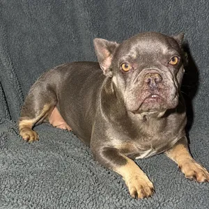 Stella