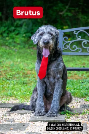 Brutus