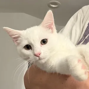 Stevie *DEAF* in Stevensville, MD