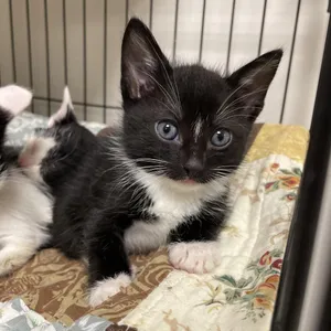 Sirius