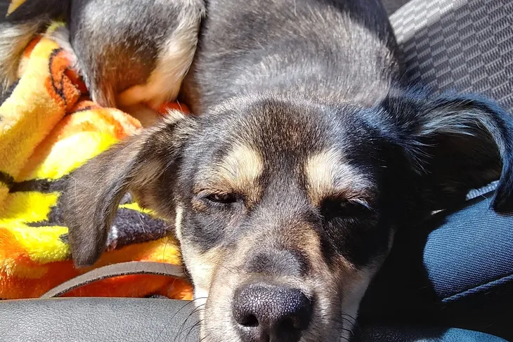 Preston County Animal Shelter