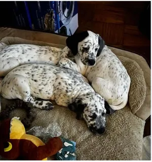 Dottie McDoodle