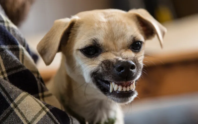 Recognizing 10 Abnormal Pet Behaviors And Solve The Issues Accordingly