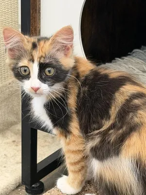 Furrmiddable Fury