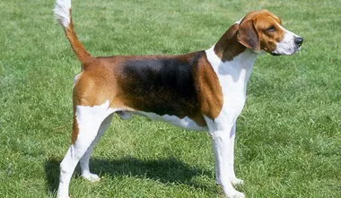 English Foxhound