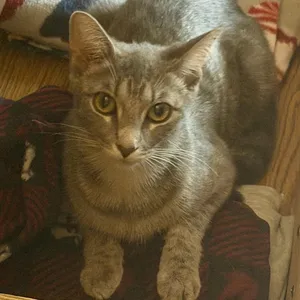 Willow
