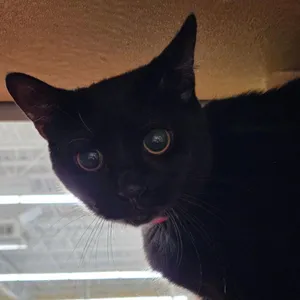 Purrl