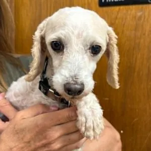 Cedric-Foster Home Needed