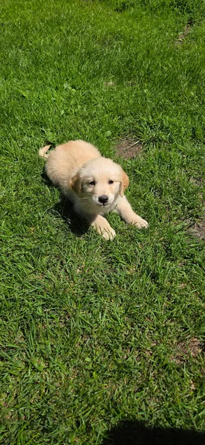 Mack