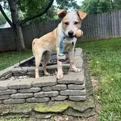 Apollo