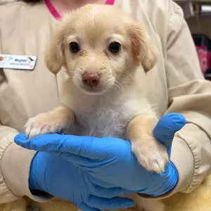 Biscuit-In Foster