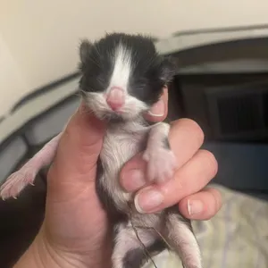 Bandit