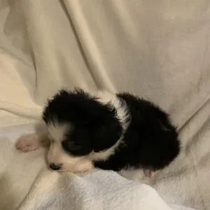 Cilantro