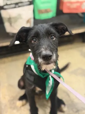 Jupiter-One of our Amazing Rescue Dogs
