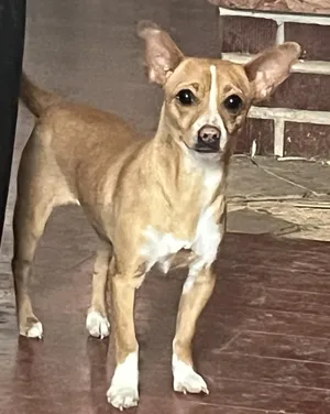 Pawla