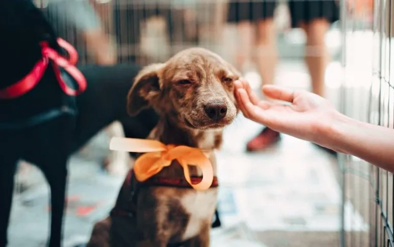 The First 3 Months of Adopting a Dog: Everything You Need To Know