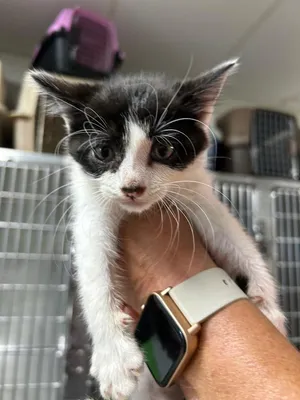 Biscuit